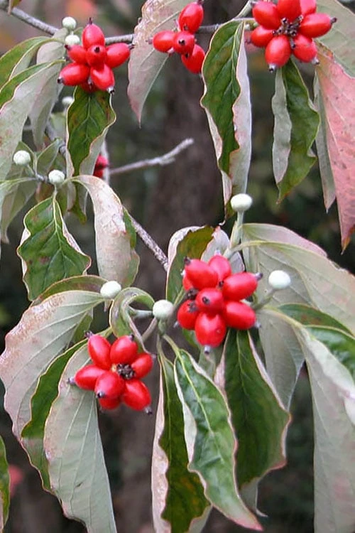 Native White Flowering Dogwood (Cornus Florida) - 3 Gallon Pot - Image 8