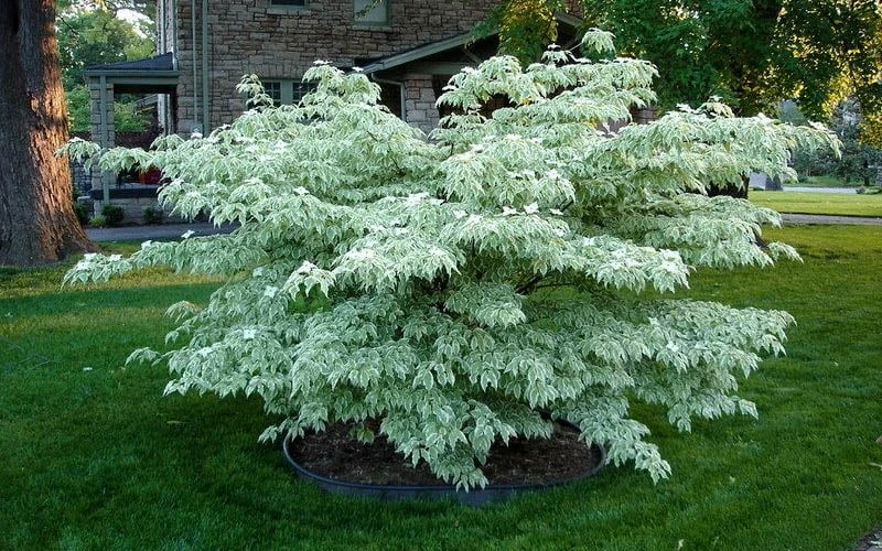 Wolf Eyes Variegated Kousa Dogwood - 5 Gallon Pot - Image 6