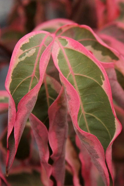 Wolf Eyes Variegated Kousa Dogwood - 5 Gallon Pot - Image 7