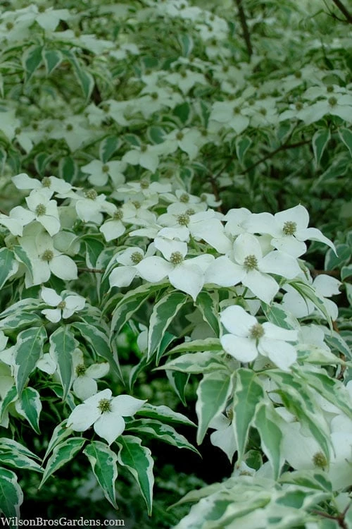 Wolf Eyes Variegated Kousa Dogwood - 5 Gallon Pot - Image 9