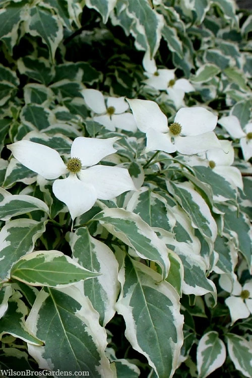 Wolf Eyes Variegated Kousa Dogwood - 5 Gallon Pot - Image 5