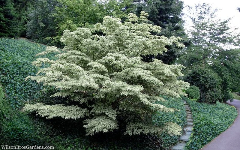 Wolf Eyes Variegated Kousa Dogwood - 5 Gallon Pot - Image 4
