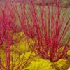 Red Osier Red Twig Dogwood (Cornus Sericea) - 3 Gallon Pot