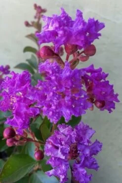 Catawba Purple Crape Myrtle - 5 Gallon Pot