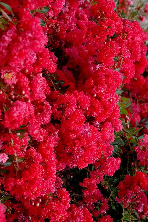 Cherry Dazzle Dwarf Crape Myrtle - 1 Gallon Pot - Image 7
