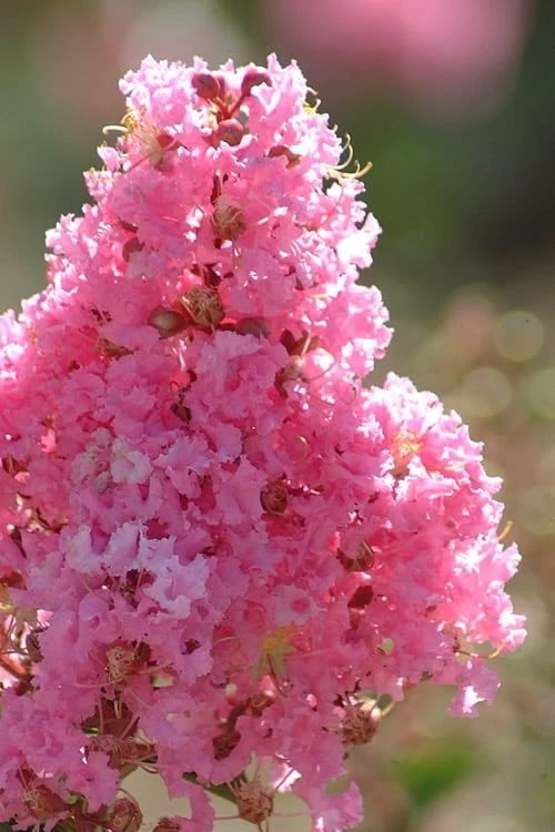 Sioux Pink Crape Myrtle Tree (Single Trunk) - 5 Gallon Pot - Image 4