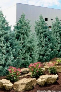 Carolina Sapphire Arizona Cypress - 7 Gallon Pot (4-5')