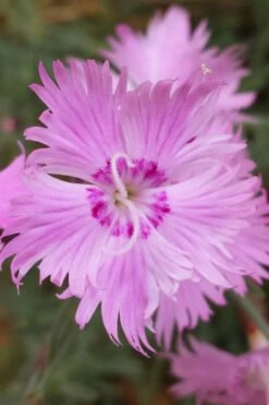 Bath's Pink Dianthus - 5 Pack Of Quart Pots