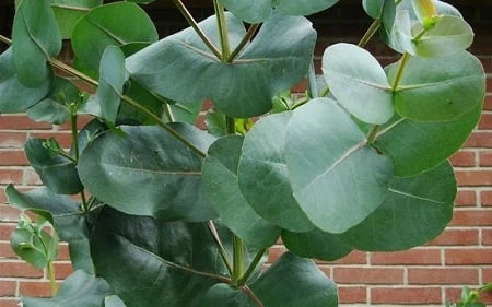 Big O Cold Hardy Eucalyptus Tree (Eucalyptus Neglecta) - 5 Gallon Pot (4-5') - Image 7