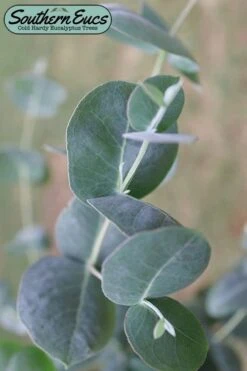 Big O Cold Hardy Eucalyptus Tree (Eucalyptus Neglecta) - Quart Pot