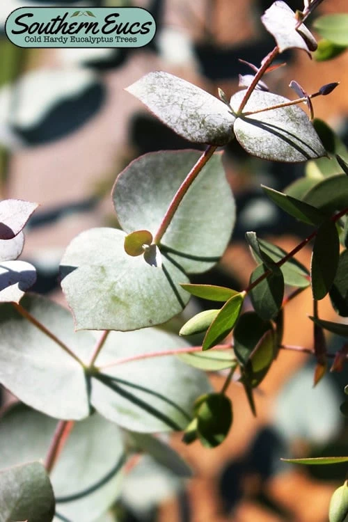 Maggie Cold Hardy Eucalyptus Tree (Eucalyptus Nova Anglica) - Quart Pot