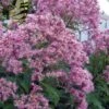 Queen Of The Prairie Hollow Stem Joe Pye Weed - 1 Gallon Pot