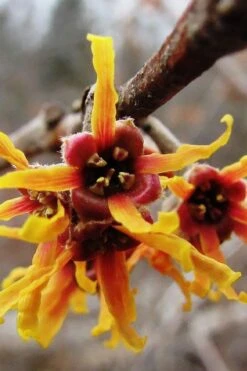Ozark Witch Hazel (Hamamelis Vernalis) - 3 Gallon Pot