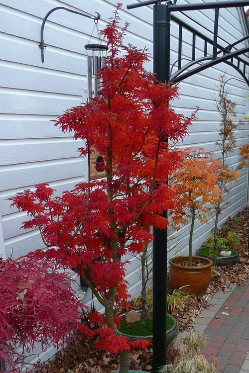 Lions Head Japanese Maple - Acer Palmatum 'Shishigashira' - 3 Gallon Pot - Image 8