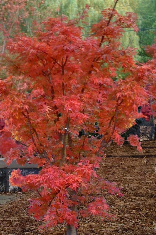 Lions Head Japanese Maple - Acer Palmatum 'Shishigashira' - 3 Gallon Pot - Image 6