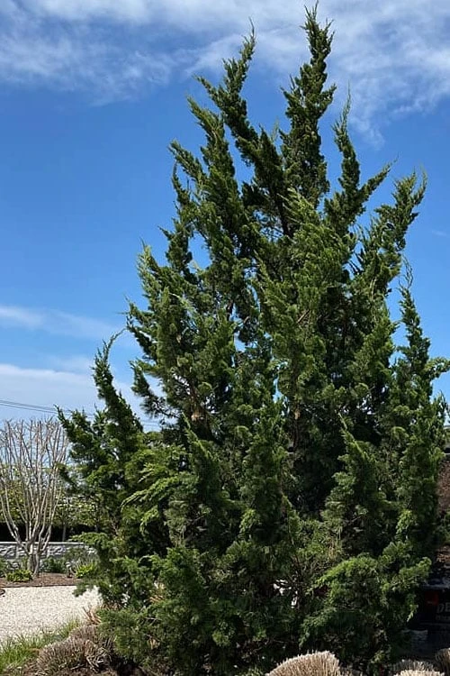 Kaizuka Twisted Juniper - 3 Gallon Pot - Image 4