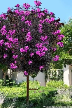 Black Diamond 'Purely Purple' Crape Myrtle Tree (Single Trunk) - 7 Gallon Pot