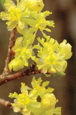 Spicebush (Lindera Benzoin) - 2.5 Gallon Pot
