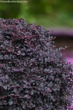 Cerise Charm Dwarf Loropetalum - 3 Gallon Pot