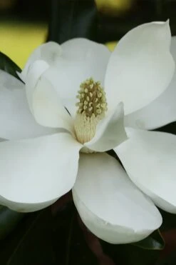 Edith Bogue Cold Hardy Evergreen Magnolia - 3 Gallon Pot (3-4')