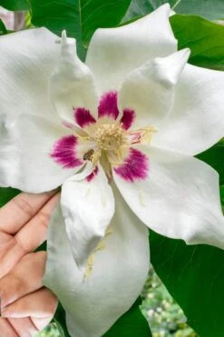 Ashe's Dwarf Bigleaf Magnolia - 7 Gallon Pot