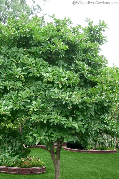 Centennial Blush Star Magnolia - 3 Gallon Pot - Image 5