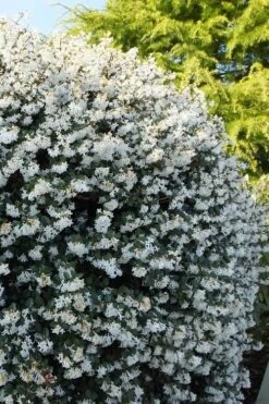 Delavay Tea Olive (Osmanthus Delavayi) - 5 Gallon Pot