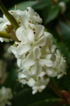 Fruitland's Fortune Tea Olive (Fragrant Osmanthus) - 3 Gallon Pot