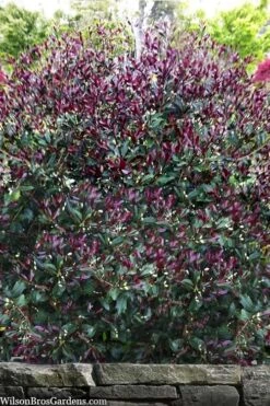 Purple Leaf Tea Olive (Osmanthus Heterophyllus 'Purpurea') - 1 Gallon Pot