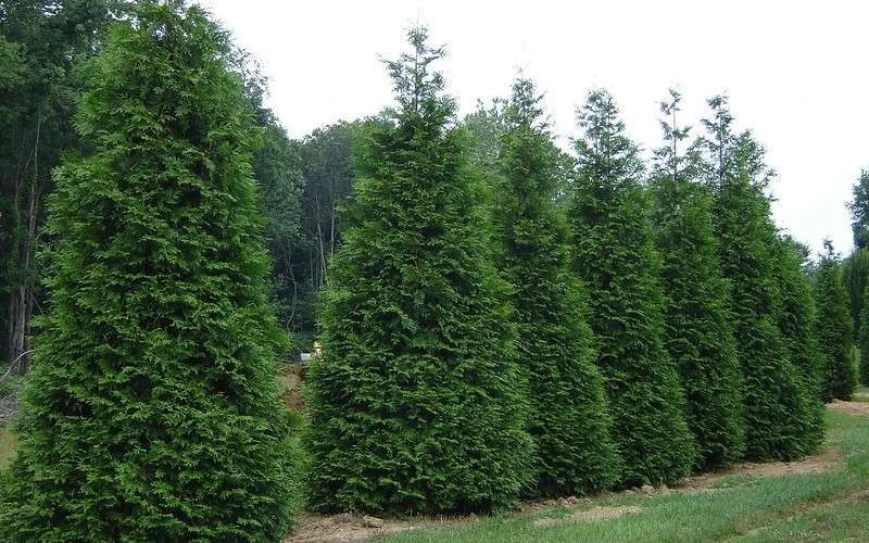 Green Giant Arborvitae - 7 Gallon Pot (5-6') - Image 4
