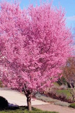 Okame Pink Flowering Cherry Tree - 3 Gallon Pot