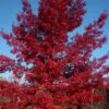 Scarlet Oak Tree (Quercus Coccinea) - 1 Gallon Pot
