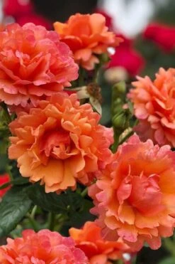 Easy Does It Rose - 3 Gallon Pot