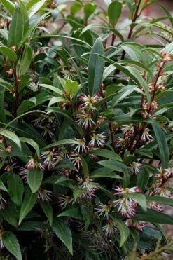 Himalayan Fragrant Sweet Box (Sarcococca Hookeriana) - 1 Gallon Pot