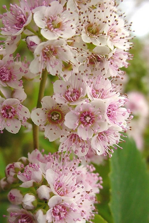 White Meadowsweet (Spirea Alba) - 3 Gallon Pot - Image 3