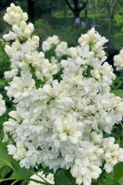 Miss Ellen Willmott White French Lilac (Syringa Vulgaris) - 3 Gallon Pot