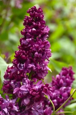 Monge French Lilac (Syringa) - 3 Gallon Pot