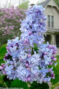 President Grevy French Lilac (Syringa) - 1 Gallon Pot