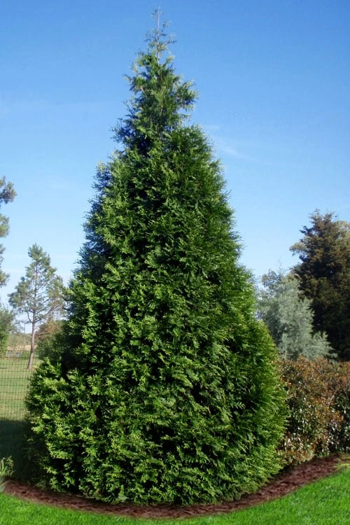 Green Giant Arborvitae - 7 Gallon Pot (5-6')