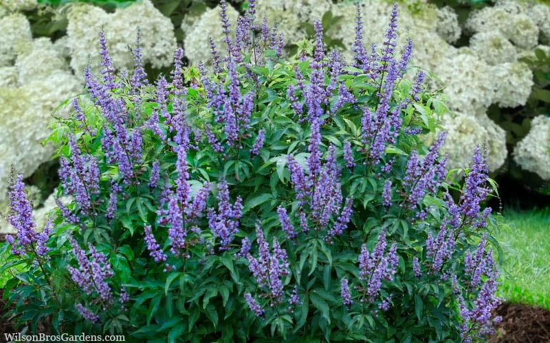 Blue Diddley Dwarf Chaste Tree - Vitex Agnus-castus - 3 Gallon Pot - Image 5