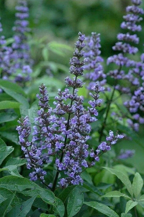 Blue Diddley Dwarf Chaste Tree - Vitex Agnus-castus - 3 Gallon Pot